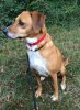 Cindy, avidly watching something, on a walk in France, on her way from Bisenti, C.Italy to her new home in Perth, Scotland.